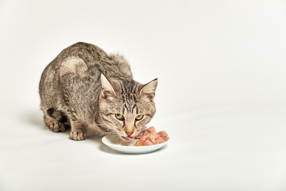 ควรเปลี่ยนอาหารแมวบ่อยแค่ไหน